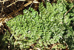 Daucus carota hispanicus