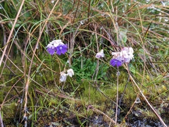 Primula primulina