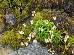 Primula primulina