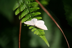 Scopula floslactata