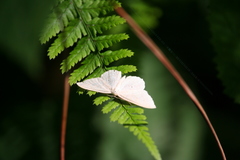 Scopula floslactata