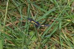 Catasticta teutila