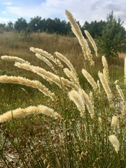 Melica transsilvanica