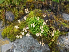 Primula primulina