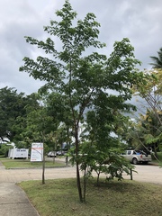 Albizia adinocephala