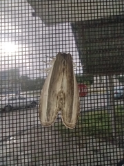 Truncaptera truncata