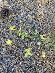Astragalus douglasii