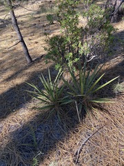 Yucca schidigera