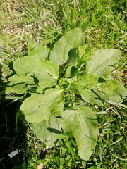 Plantago major