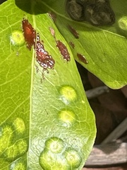 Tanaostigmodes pithecellobiae