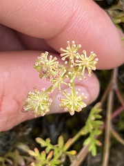 Lomatium cous