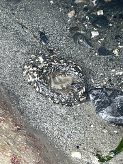 Anthopleura artemisia