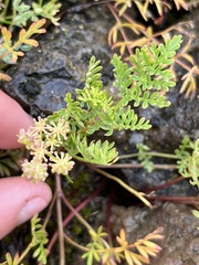 Lomatium cous