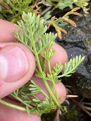 Lomatium cous