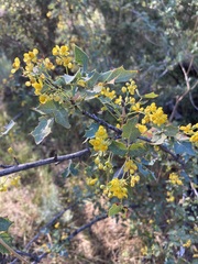 Berberis higginsiae