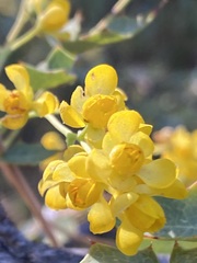 Berberis higginsiae