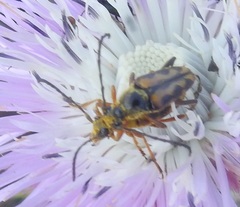 Typocerus octonotatus