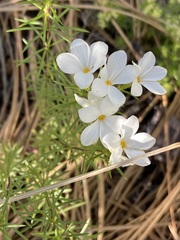 Leptosiphon floribundus