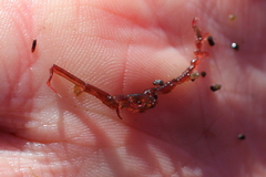 Caprella alaskana