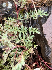 Lomatium cous