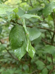 Tortrix viridana