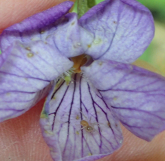 Viola langsdorffii