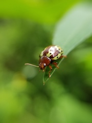 Zygogramma piceicollis