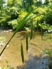 Carex gynandra