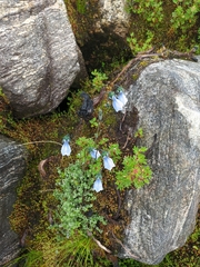 Codonopsis thalictrifolia