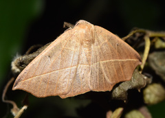 Psilocerea pulverosa