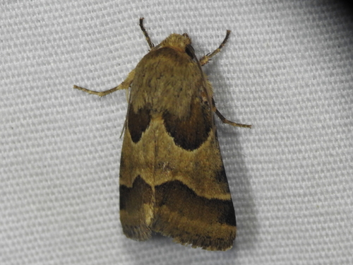 Jaguar Flower Moth photo 6