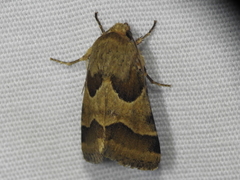 Schinia jaguarina