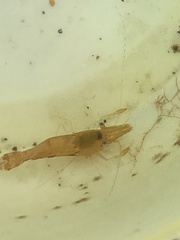 Leander tenuicornis