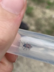 Cryptocephalus bipunctatus