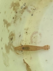 Leander tenuicornis