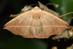 Psilocerea pulverosa