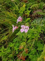 Impatiens sulcata