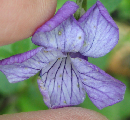 Image of Viola langsdorffii by (c) Connie Taylor, some rights reserved (CC BY)