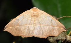 Psilocerea pulverosa