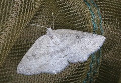 Cyclophora pendulinaria