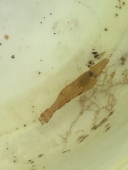 Leander tenuicornis