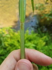 Carex gynandra