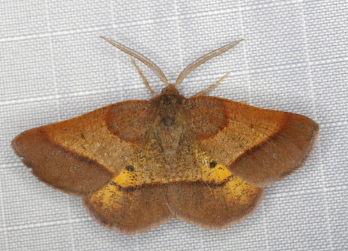 Photograph of Metarranthis