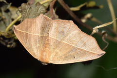 Psilocerea pulverosa