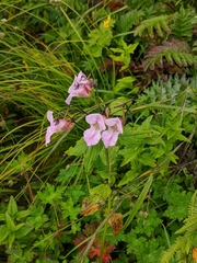 Impatiens sulcata