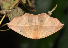 Psilocerea pulverosa