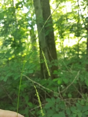 Carex gracillima