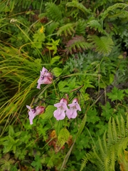 Impatiens sulcata