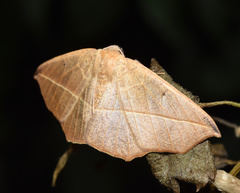 Psilocerea pulverosa