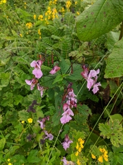 Impatiens sulcata